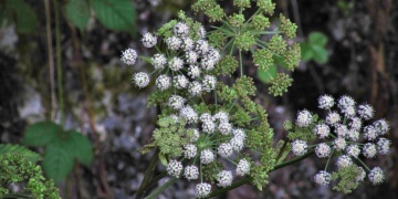 Andělika – „andělská“ bylina