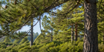 Borovice – běžný strom se vzácnými účinky