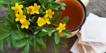 Mochna husí – ve středověku rostlina chudých, dnes rostlina znalých bylinkářů