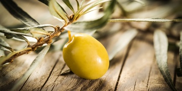Olivovník evropský – antické dědictví