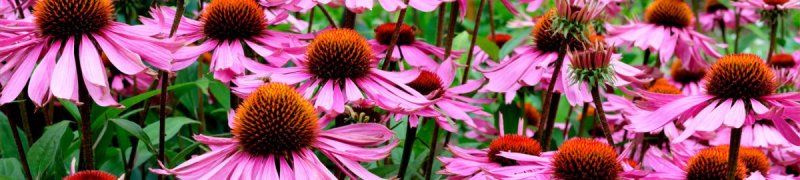 Echinacea.jpg