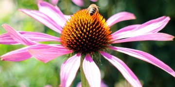 Echinacea – to nejlepší pro Vaši imunitu